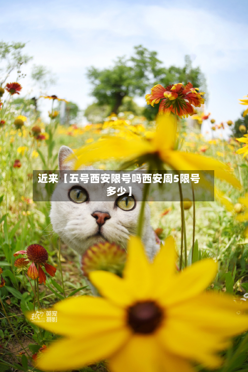 近来【五号西安限号吗西安周5限号多少】-第1张图片